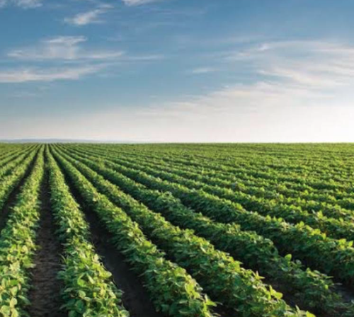 Futuro das Exportações do Agronegócio Brasileiro e as Oscilações do Dólar