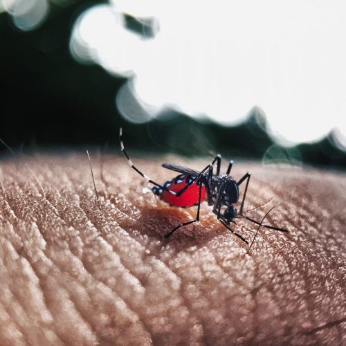 Dengue: aumento de casos suspeitos em 2025 chega a 100% em hospital de Ribeirão Preto