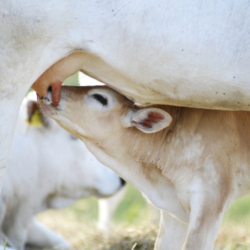 Cuidados essenciais no nascimento de bezerros garantem produtividade e bem-estar dos animais
